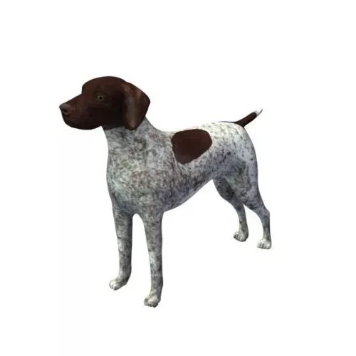 German Pointer Dog 3d model German Pointer Dog 3d model