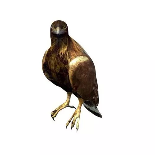 Golden Eagle 3d model Golden Eagle 3d model