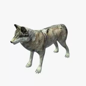 Nature Gray Wolf 3d model