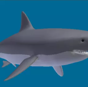 White Shark Animal 3d model