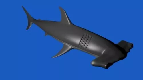 Mullet Fish 3d model