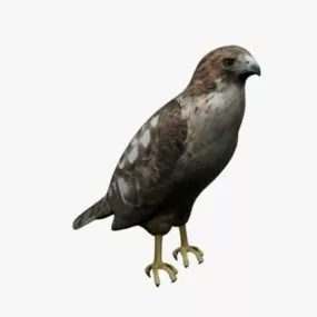 Brown Hawk Bird 3d model