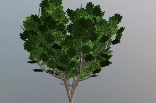 Nature Hazelnut Bush 3d model Nature Hazelnut Bush 3d model