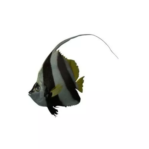 Animated Butterfly With Rig 3d model