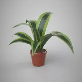 House Plant Potted 3d model