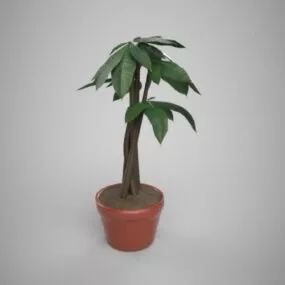 Indoor House Plant 3d model