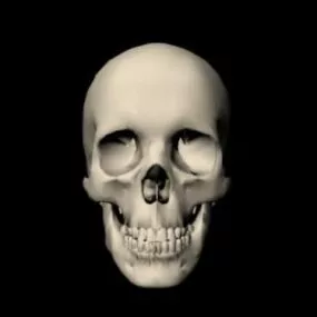 Human Skull Sculpture 3d model