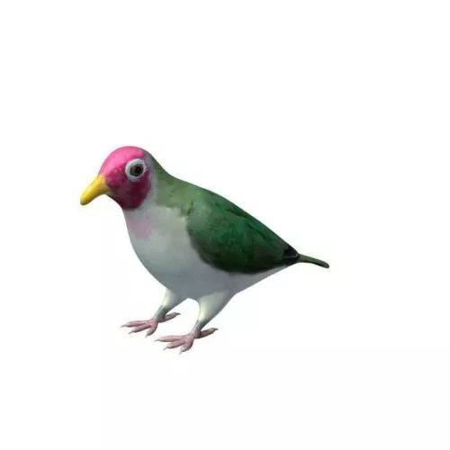 Jambu Fruit Dove Bird 3d model Jambu Fruit Dove Bird 3d model
