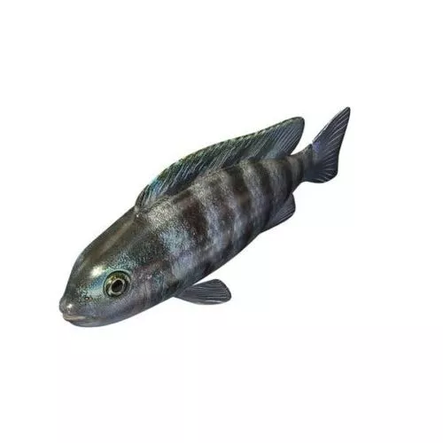 Animal Fish River Carp 3d model