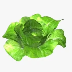 Lettuce Bibb Plant 3d model