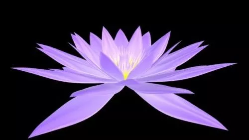 Pink Lily Flower 3d model