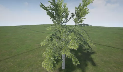 Nature Tree Birch V1 3d model Nature Tree Birch V1 3d model