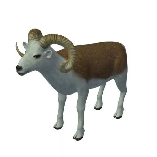 Common Sheep Animal 3d model