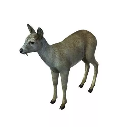 Barasingha Swamp Deer 3d model