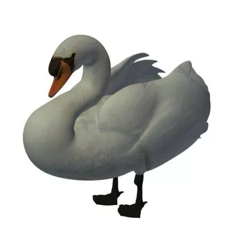 Mute Swan 3d model Mute Swan 3d model