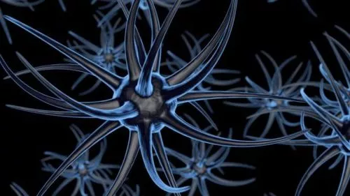 Brain Neurons 3d model Brain Neurons 3d model