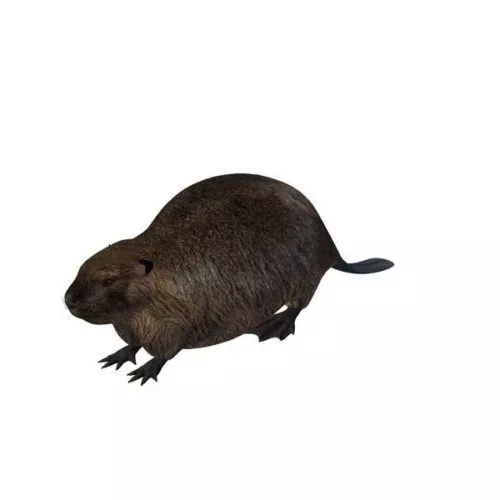 American Beaver Mouse 3d model American Beaver Mouse 3d model