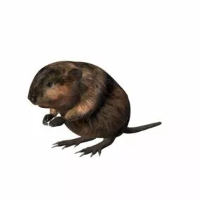 American Muskrat Animal 3d model