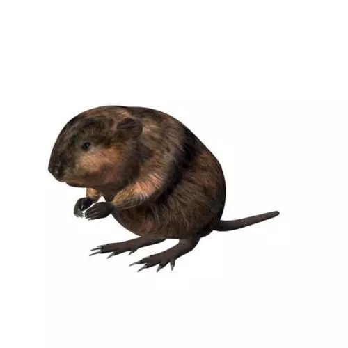 American Muskrat Animal 3d model American Muskrat Animal 3d model