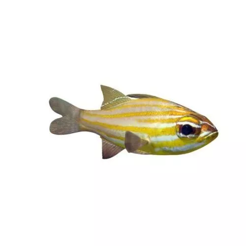 Orange Lined Cardinalfish Fish 3d model