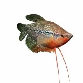 Pearl Gourami Fish 3d model