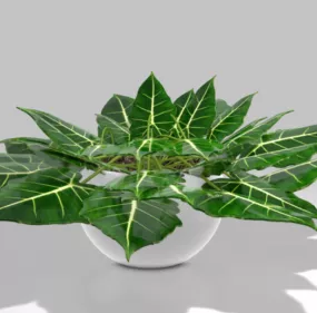 Indoor Plant 3d model