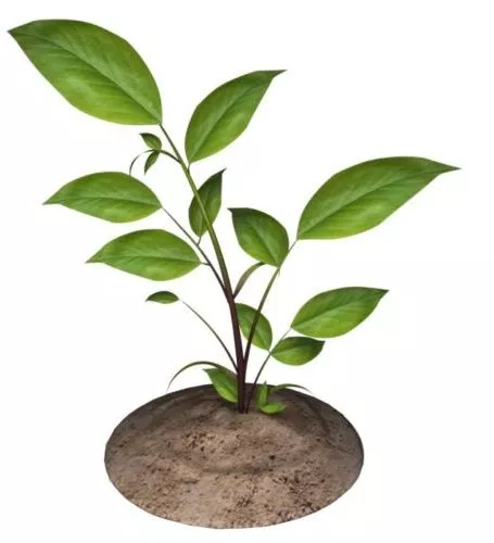 Growth Plant 3d model Growth Plant 3d model
