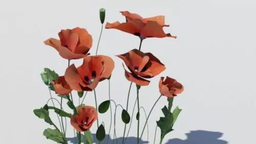 Flower Poppy Field 3d model Flower Poppy Field 3d model