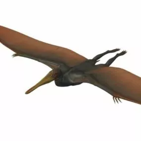 Pterodactylus Dinosaur 3d model
