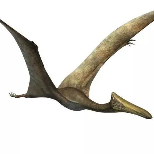 Quetzalcoatlus Flying Dinosaur Free 3d Model - .Obj, .Stl - Open3dModel