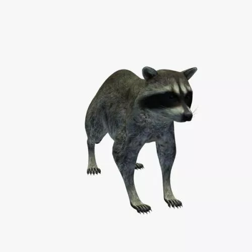 Racoon Animal 3d model Racoon Animal 3d model