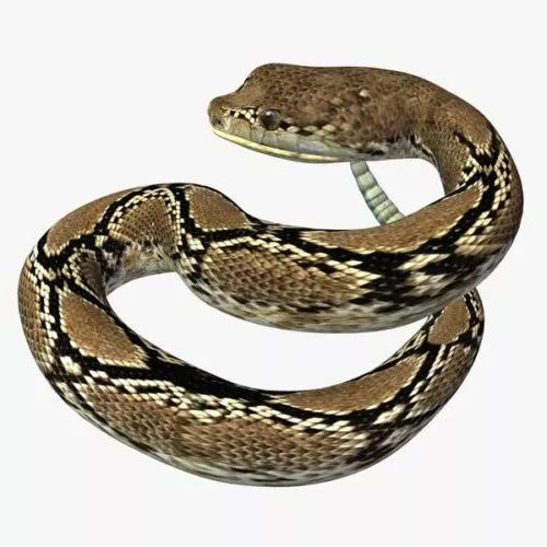 Wild Rattle Snake 3d model Wild Rattle Snake 3d model