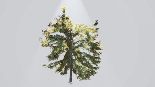 Realistic European Tree 3d model Realistic European Tree 3d model