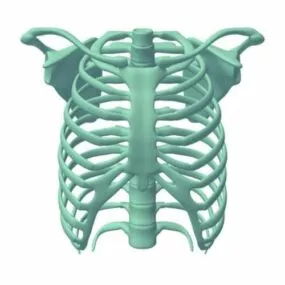 Ribcage 3d model