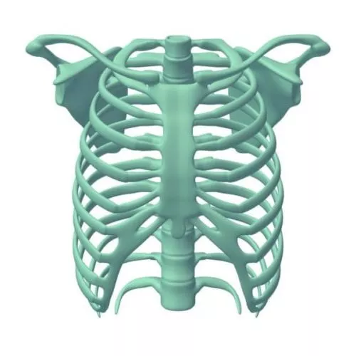 Cartoon Girl Body Lowpoly 3d model