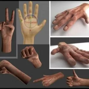 Human Hands With Rigged 3d model