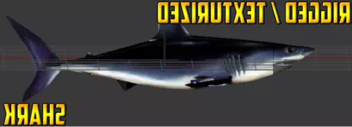 Ocean Shark Realistic 3d model