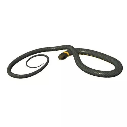 Snake Cartoon 3d model
