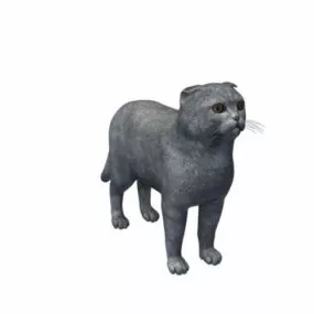Scottish Fold Animal 3d model
