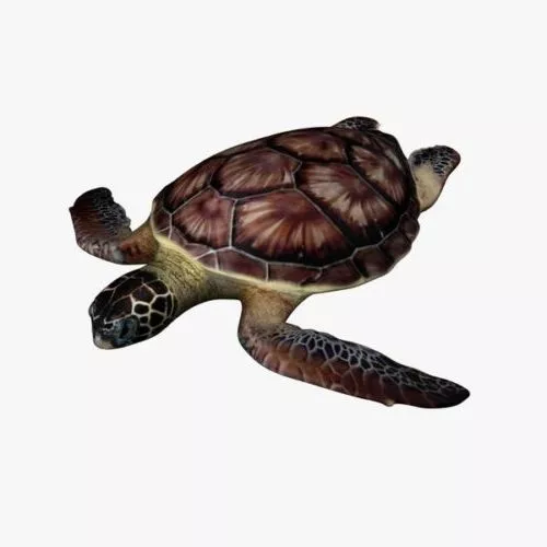 Turtle Fighter Character 3d model