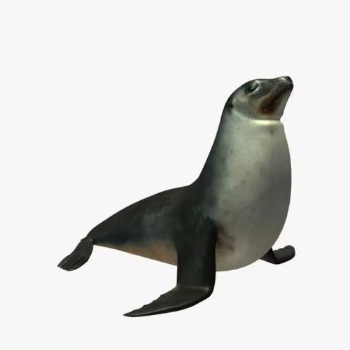 Sea Lions 3d model Sea Lions 3d model