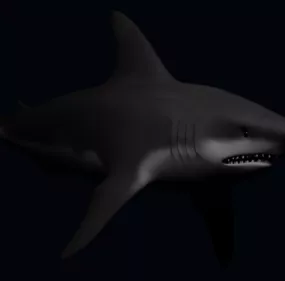Sea Black Shark 3d model