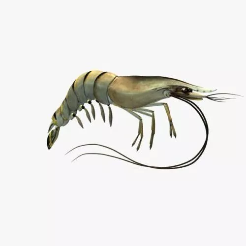 Animal Shrimp 3d model Animal Shrimp 3d model