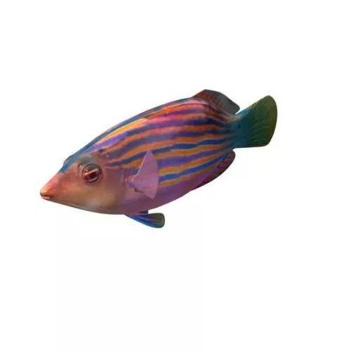 Pearl Gourami Sea Fish 3d model