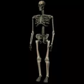 Human Skeleton Lowpoly 3d model