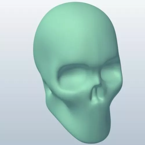 Human Skeleton Man And Women 3d model