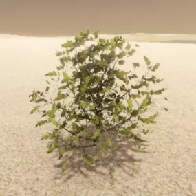 Small Bush Plant 3d model