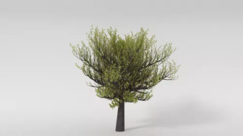 Nature Spring Tree 3d model Nature Spring Tree 3d model