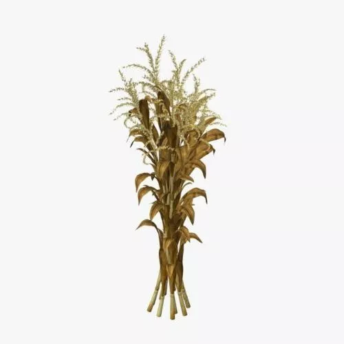 Stalks Of Corn 3d model Stalks Of Corn 3d model