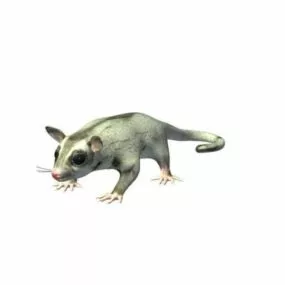 Sugar Glider Animal 3d model